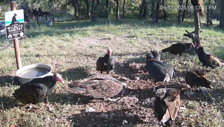 Texas Game & Ground Feeder Live Webcam - Sep 17, 2025, 6:14pm CDT