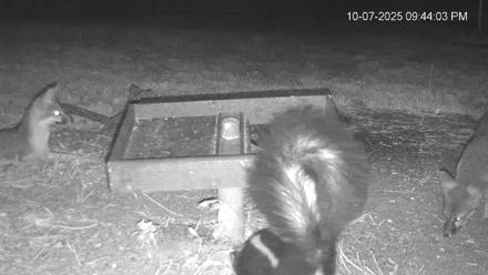 Texas Game & Ground Feeder Live Webcam - Oct 7, 2025, 9:45pm CDT
