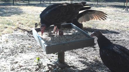 Texas Game & Ground Feeder Live Webcam - Oct 5, 2025, 10:06am CDT