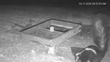 Texas Game & Ground Feeder Live Webcam - Oct 11, 2025, 4:34am CDT