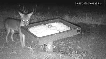 Texas Game & Ground Feeder Live Webcam - Sep 15, 2025, 9:03pm CDT