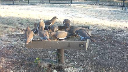 Texas Game & Ground Feeder Live Webcam - Oct 9, 2025, 6:11pm CDT
