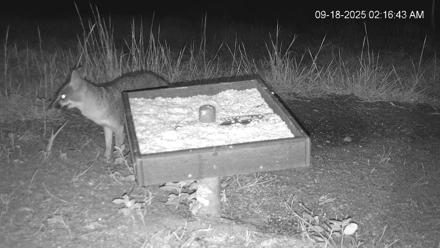 Texas Game & Ground Feeder Live Webcam - Sep 18, 2025, 2:18am CDT