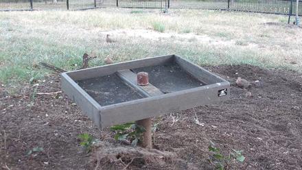 Texas Game & Ground Feeder Live Webcam - Aug 29, 2025, 7:54pm CDT