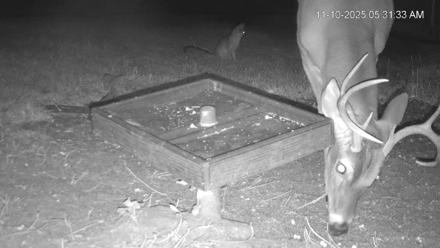 Texas Game & Ground Feeder Live Webcam - Nov 10, 2025, 5:32am CST