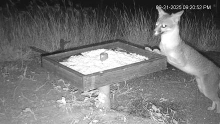 Texas Game & Ground Feeder Live Webcam - Sep 21, 2025, 9:25pm CDT