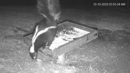 Texas Game & Ground Feeder Live Webcam - Oct 10, 2025, 3:54am CDT