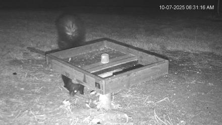 Texas Game & Ground Feeder Live Webcam - Oct 7, 2025, 6:32am CDT
