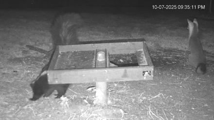Texas Game & Ground Feeder Live Webcam - Oct 7, 2025, 9:38pm CDT