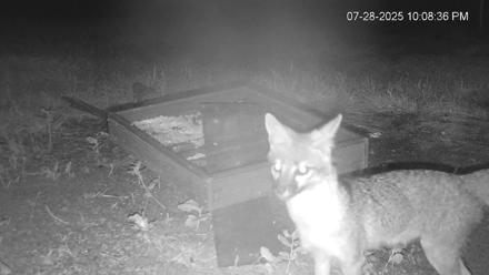 Texas Game & Ground Feeder Live Webcam - Jul 28, 2025, 10:12pm CDT