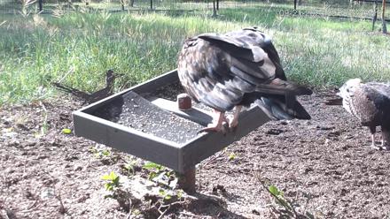 Texas Game & Ground Feeder Live Webcam - Sep 21, 2025, 9:28am CDT