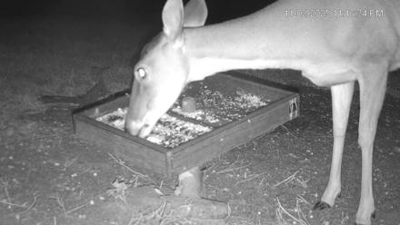 Texas Game & Ground Feeder Live Webcam - Nov 2, 2025, 11:17pm CST