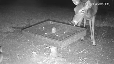 Texas Game & Ground Feeder Live Webcam - Nov 11, 2025, 9:26pm CST