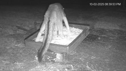 Texas Game & Ground Feeder Live Webcam - Oct 2, 2025, 8:41pm CDT