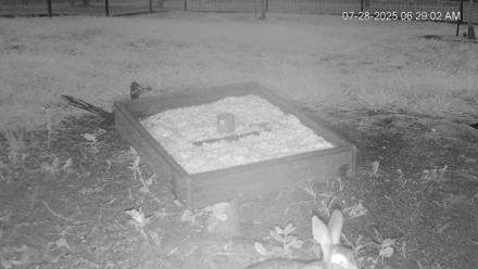 Texas Game & Ground Feeder Live Webcam - Jul 28, 2025, 6:30am CDT
