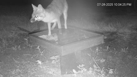 Texas Game & Ground Feeder Live Webcam - Jul 28, 2025, 10:06pm CDT