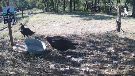 Texas Game & Ground Feeder Live Webcam - Sep 4, 2025, 10:09am CDT