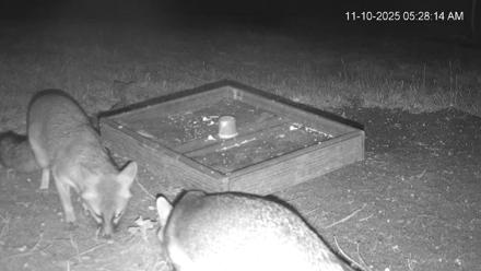 Texas Game & Ground Feeder Live Webcam - Nov 10, 2025, 5:29am CST