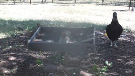 Texas Game & Ground Feeder Live Webcam - Aug 10, 2025, 3:17pm CDT