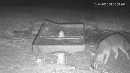 Texas Game & Ground Feeder Live Webcam - Oct 14, 2025, 4:37am CDT