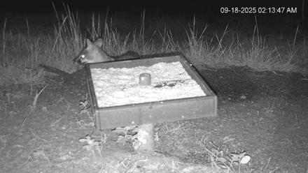 Texas Game & Ground Feeder Live Webcam - Sep 18, 2025, 2:15am CDT
