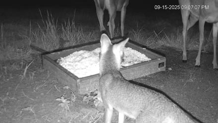 Texas Game & Ground Feeder Live Webcam - Sep 15, 2025, 9:09pm CDT