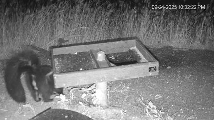 Texas Game & Ground Feeder Live Webcam - Sep 24, 2025, 10:33pm CDT