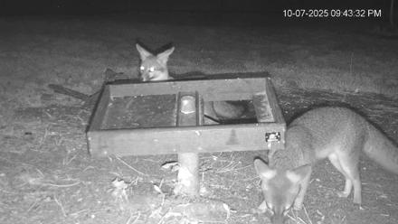 Texas Game & Ground Feeder Live Webcam - Oct 7, 2025, 9:44pm CDT