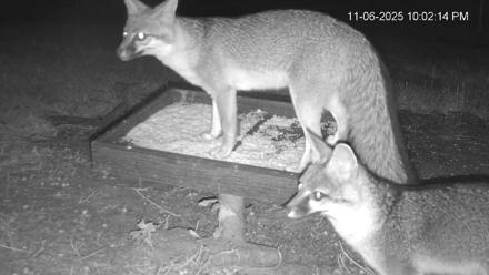 Texas Game & Ground Feeder Live Webcam - Nov 6, 2025, 10:03pm CST