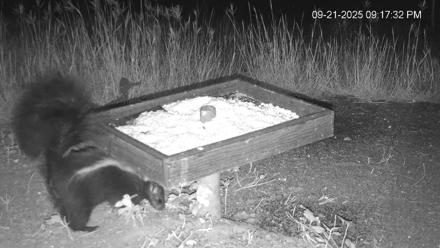 Texas Game & Ground Feeder Live Webcam - Sep 21, 2025, 9:18pm CDT