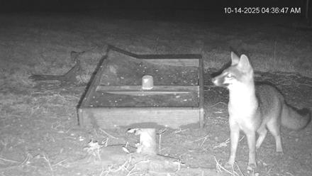 Texas Game & Ground Feeder Live Webcam - Oct 14, 2025, 4:38am CDT