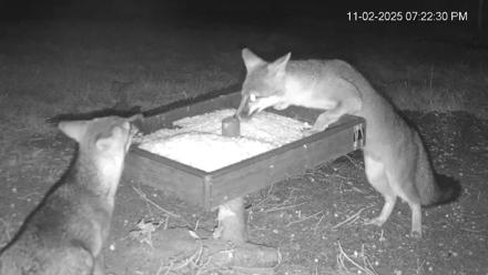 Texas Game & Ground Feeder Live Webcam - Nov 2, 2025, 7:25pm CST