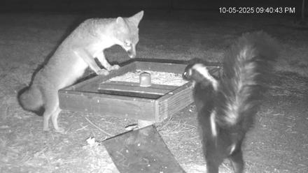 Texas Game & Ground Feeder Live Webcam - Oct 5, 2025, 9:44pm CDT
