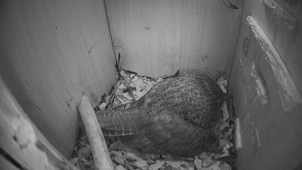 Eastern Screech Owl Nest Box Live Webcam - Feb 22, 2026, 7:50pm CST