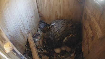 Eastern Screech Owl Nest Box Live Webcam - Mar 19, 2026, 12:59pm CDT