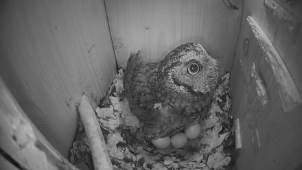 Eastern Screech Owl Nest Box Live Webcam - Mar 6, 2026, 9:52pm CST