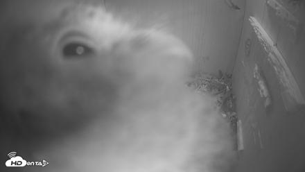 Eastern Screech Owl Nest Box Live Webcam - Apr 19, 2026, 4:36am CDT