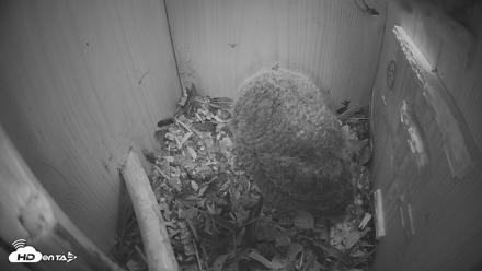 Eastern Screech Owl Nest Box Live Webcam - Apr 15, 2026, 8:24pm CDT