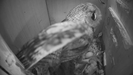Eastern Screech Owl Nest Box Live Webcam - Mar 20, 2026, 5:46am CDT