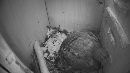 Eastern Screech Owl Nest Box Live Webcam - Mar 18, 2026, 11:44pm CDT