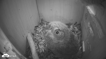 Eastern Screech Owl Nest Box Live Webcam - Apr 15, 2026, 8:34pm CDT