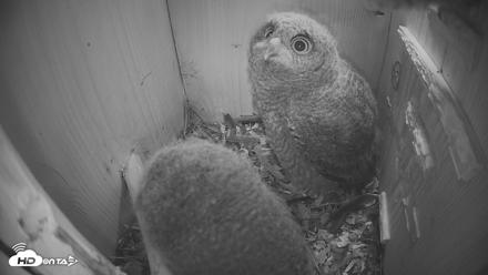 Eastern Screech Owl Nest Box Live Webcam - Apr 17, 2026, 8:33pm CDT