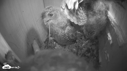 Eastern Screech Owl Nest Box Live Webcam - Apr 17, 2026, 8:10pm CDT