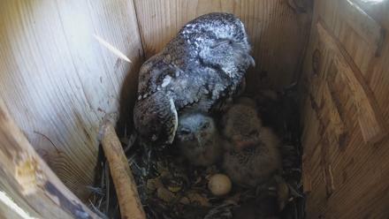 Eastern Screech Owl Nest Box Live Webcam - Mar 29, 2026, 11:20am CDT