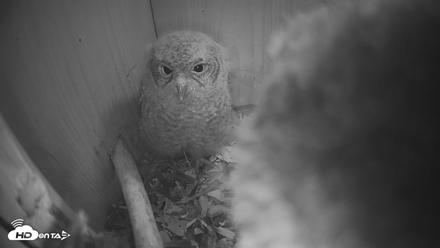 Eastern Screech Owl Nest Box Live Webcam - Apr 17, 2026, 8:59pm CDT