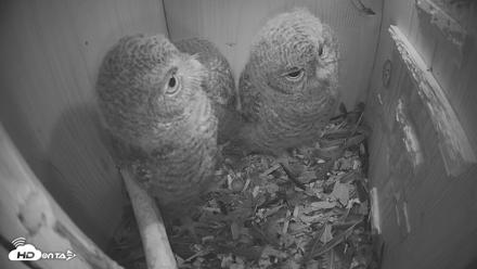 Eastern Screech Owl Nest Box Live Webcam - Apr 17, 2026, 6:35am CDT