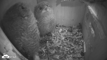 Eastern Screech Owl Nest Box Live Webcam - Apr 22, 2026, 10:15pm CDT