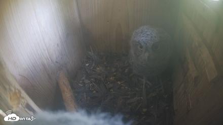 Eastern Screech Owl Nest Box Live Webcam - Apr 19, 2026, 4:53pm CDT