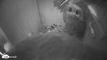 Eastern Screech Owl Nest Box Live Webcam - Apr 22, 2026, 2:40pm CDT