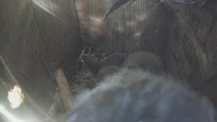 Eastern Screech Owl Nest Box Live Webcam - Apr 8, 2026, 10:17am CDT